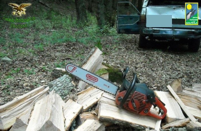 Taglio abusivo in bosco demaniale, 2 denunce a Cotronei
