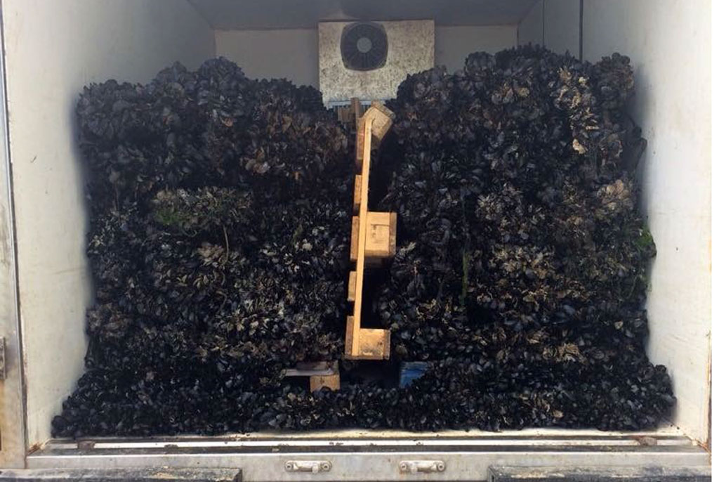 cozze-06292018-095556.jpg