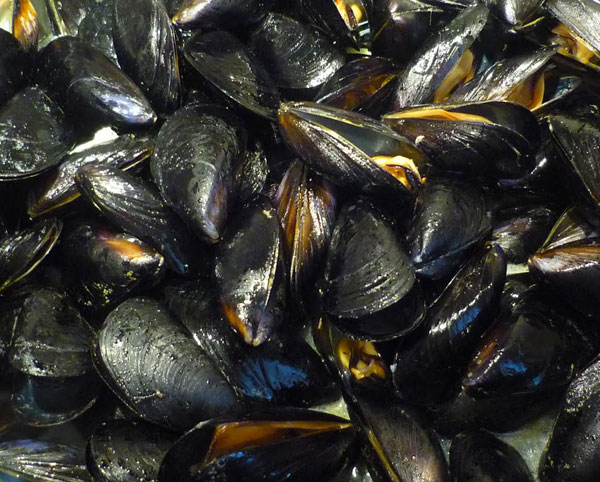 cozze