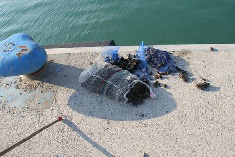 Calabria: Sequestrati dieci chili di cozze a Crotone