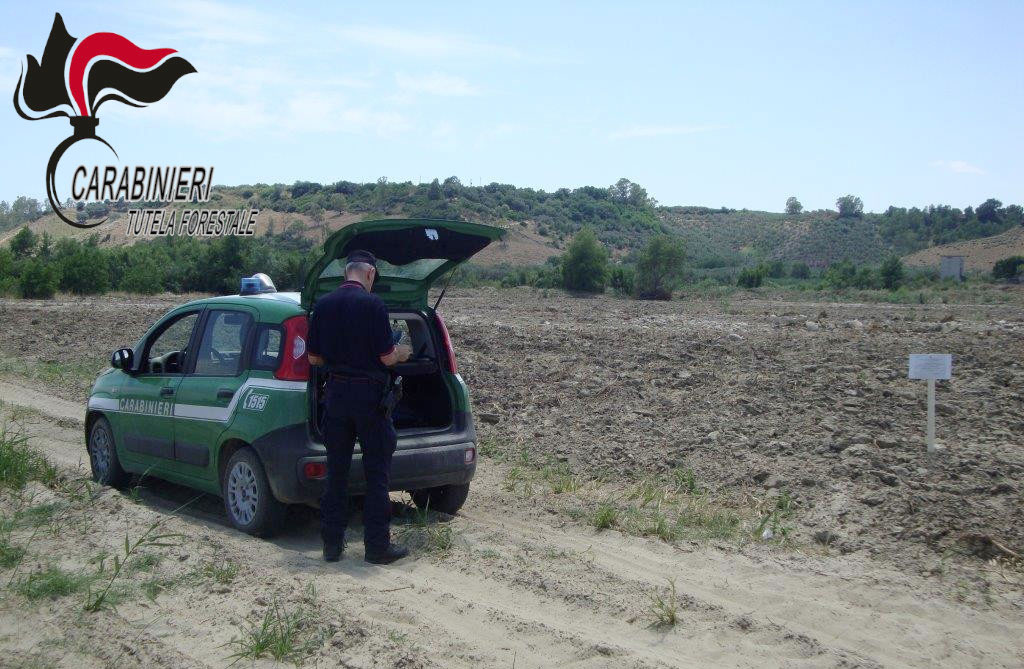 Trasformano area boschiva in agricola nel Crotonese, scoperti da Carabinieri Forestali