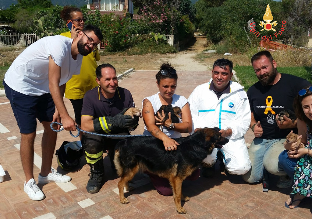 cuccioli-2.jpg