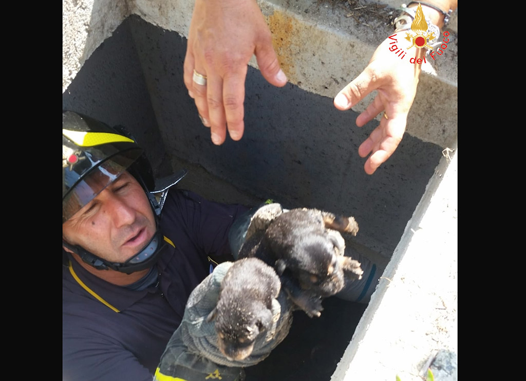 Cane partorisce all'interno di un canale, salvati nove cuccioli a Davoli