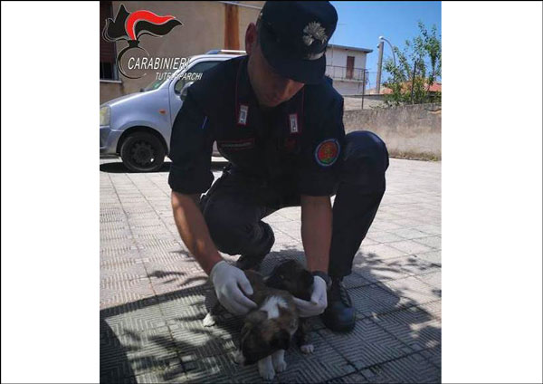 Trovati cuccioli abbandonati e affamati nel reggino, carabinieri li affidano a canile