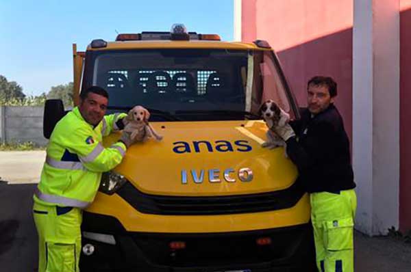 Cantonieri Anas salvano due cuccioli abbandonati sul ciglio della strada nel reggino