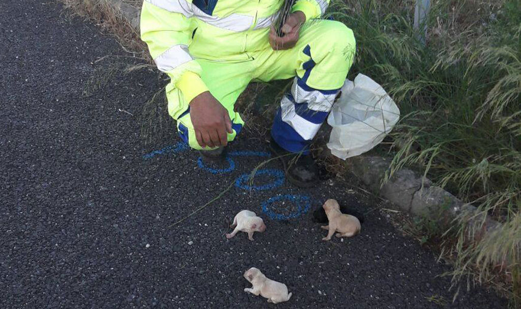 Quattro cuccioli soccorsi da cantonieri Anas su A2 nel cosentino 