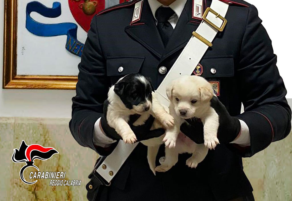 Cagnolini abbandonati tra i rifiuti salvati dai Carabinieri a Gioia Tauro