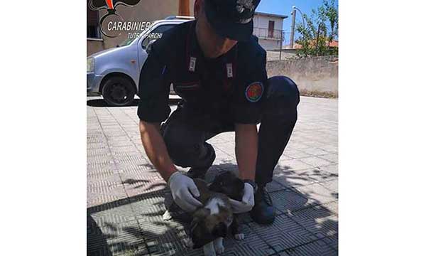 Cuccioli abbandonati in cespuglio di felci nel reggino, salvati dai carabinieri 