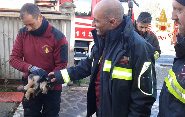cucciolo-2.jpg