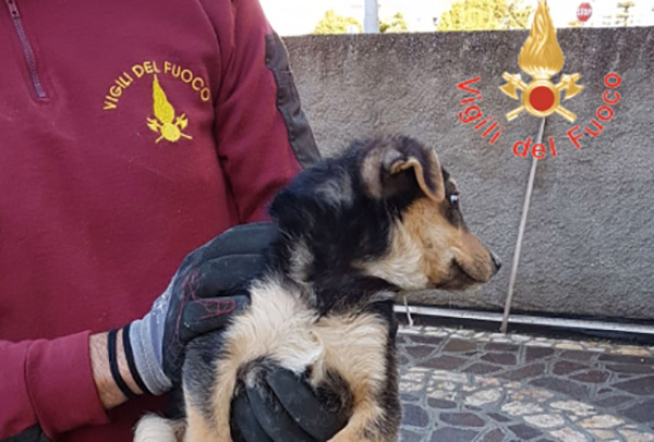 Cucciolo di cane finisce in un vespaio a Catanzaro, salvato dai vigili del fuoco