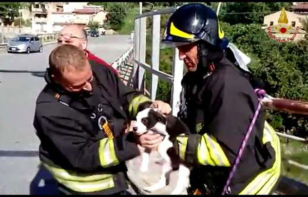 Vigili del fuoco recuperano cucciolo di cane in scarpata a Reggio Calabria