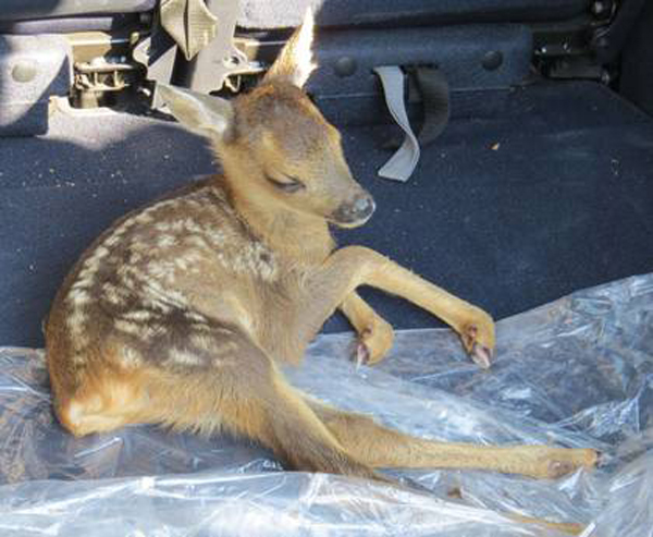 Cucciolo di capriolo finisce su strada, salvato