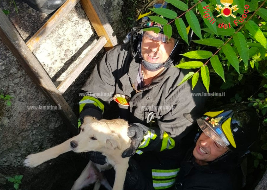 Lamezia, cucciolo ferito cade in un canale a Fronti: recuperato dai vigili del fuoco 