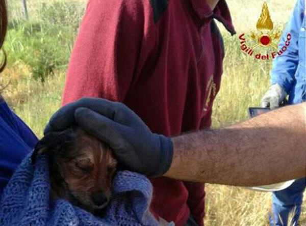 Cuccioli incastrati in intercapedine salvati da vigili fuoco a Reggio