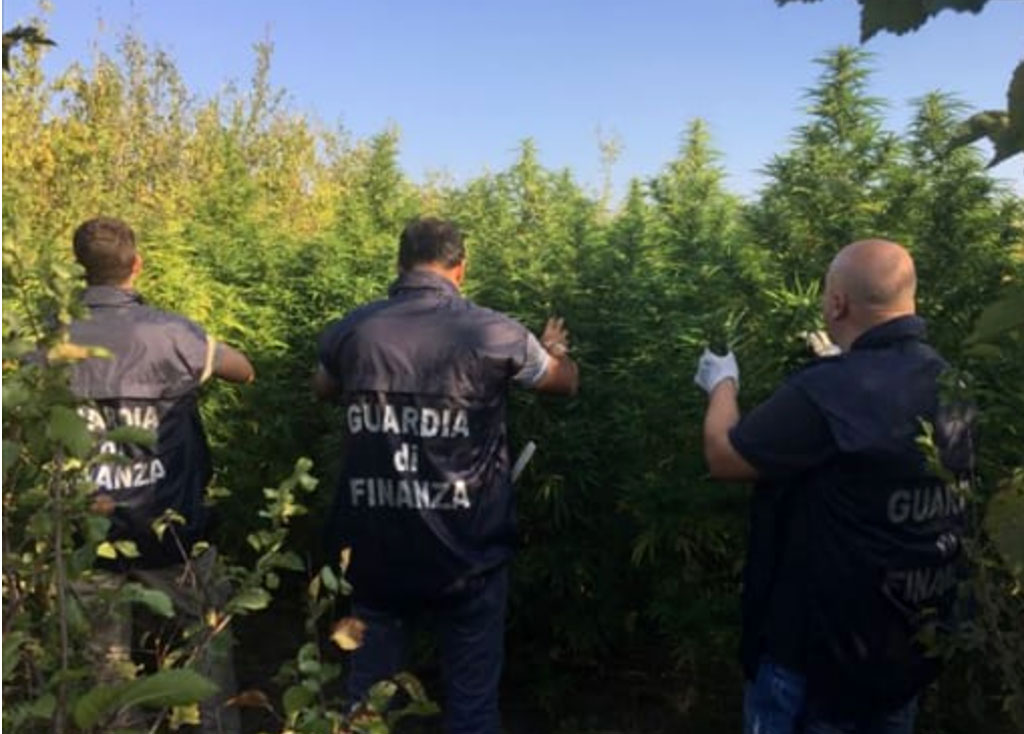 Scoperta piantagione di 2000 piante di marijuana a Curinga: un arresto