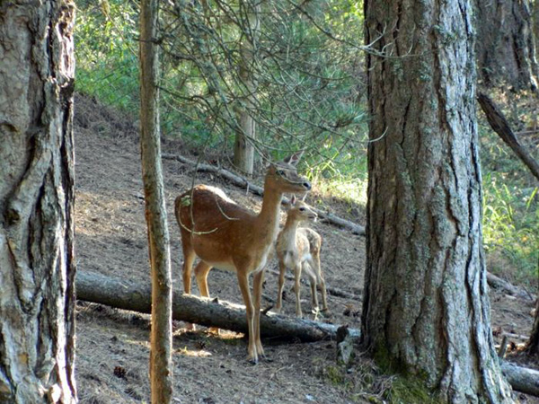 Due cuccioli di daino nati nel Parco nazionale della Sila 
