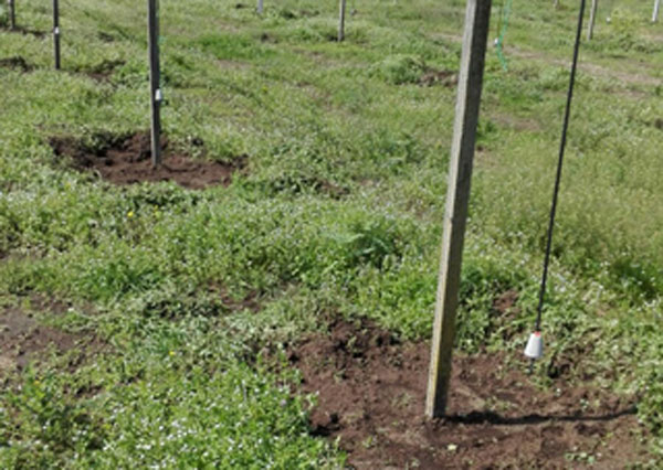 Atto vandalico in terreno cooperativa “Valle del Marro” a Gioia, estirpate e tagliate oltre 200 piante