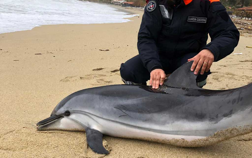 Trovato esemplare di delfino nelle acque di Nicotera