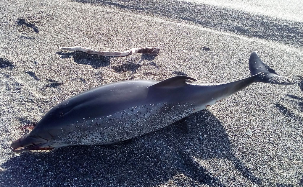 Delfino trovato morto sulla spiaggia tra località Marinella e Gizzeria