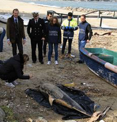 Calabria: Un altro delfino trovato morto su spiaggia tirreno