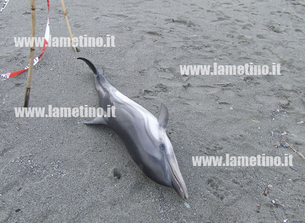delfino-spiaggiato-bis.jpg