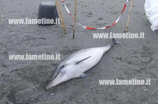 Lamezia: Cucciolo di delfino trovato morto in località Cafarone