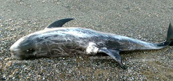 Trovato delfino morto a Marina di Curinga