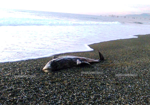 delfinocuringa2_2016.jpg