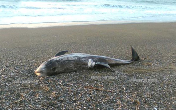 delfinocuringa3_2016.jpg