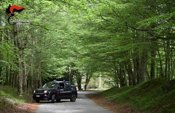 Bovini a spasso per strade senza una guida, denunciati allevatori nel reggino