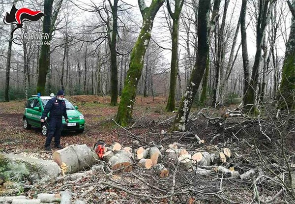 Sorpreso a tagliare legna all’interno del Parco Nazionale d’Aspromonte, denunciato 61enne