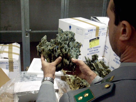 Sequestrati 16 coralli all'aeroporto di Reggio Calabria 