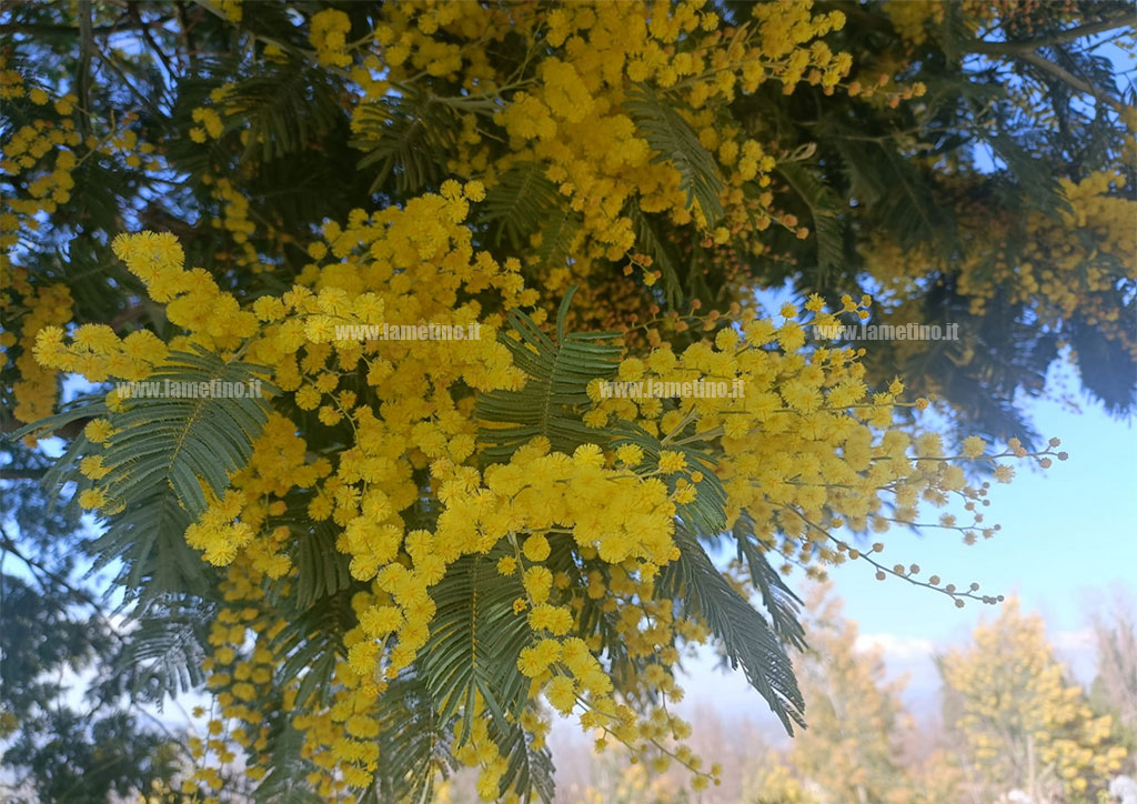 donne-mimosa_2026_ac871.jpg