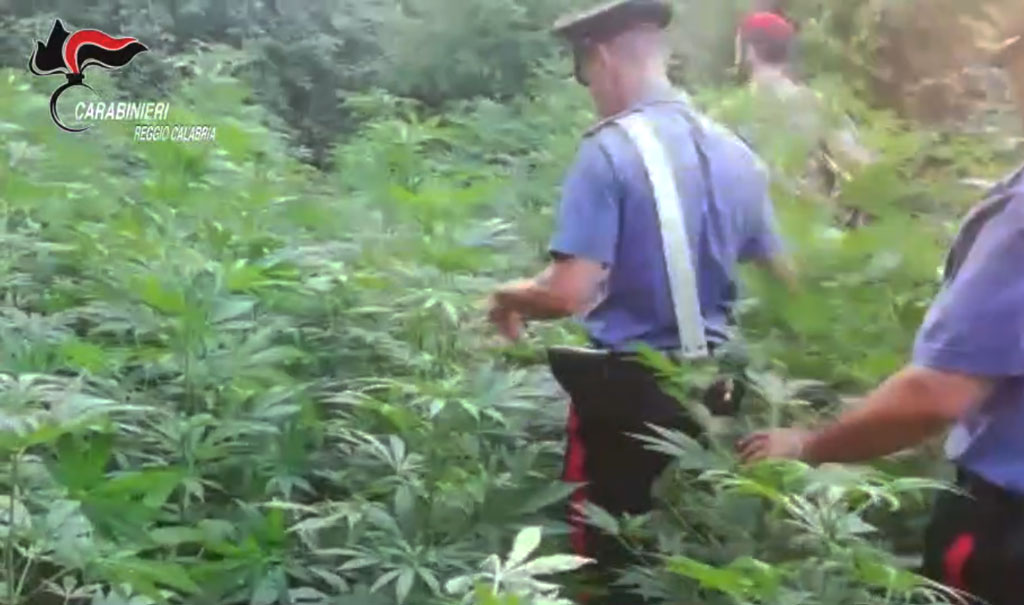 Scoperte due piantagioni di marijuana tra Rosarno e San Ferdinando, 4 arresti