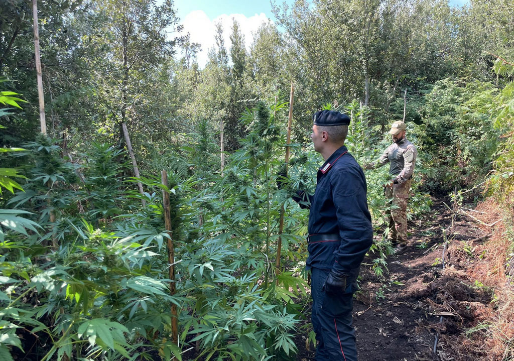 Droga, 30 kg di cannabis sequestrati nel Vibonese