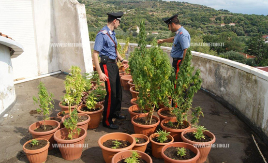 Nasconde 85 piante di marijuana in villetta abbandonata, arrestato nel vibonese