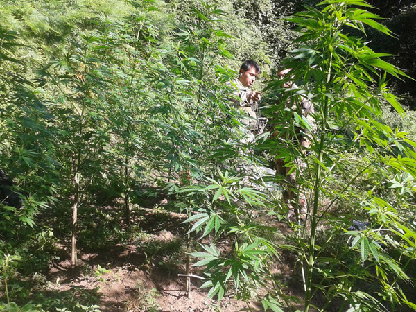 Droga: Scoperta piantagione canapa indiana, un arresto nel reggino 