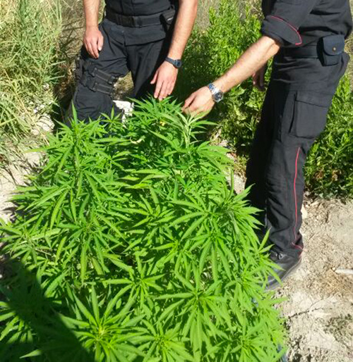 droga-carabinieri-arresto-crotone-2014.jpg
