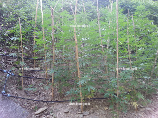 Sequestrate 400 piante di marijuana a Cropani