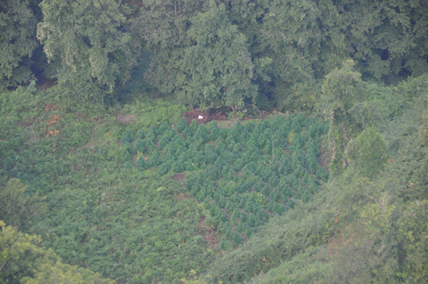 droga-cetraro-gdf-2014-3.jpg