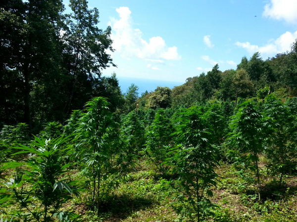 droga-cetraro-gdf-2014.jpg