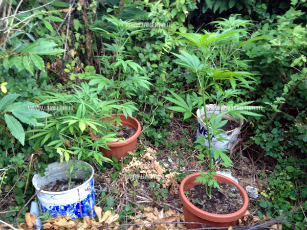 Scoperta piantagione di marijuana a Conflenti