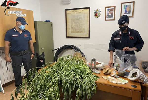 Scoperte 50 piante canapa e 3 chili marijuana nel Cosentino, un arresto
