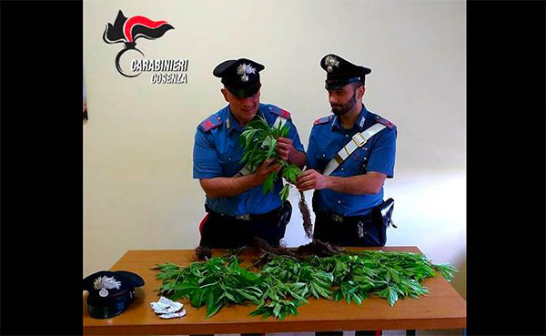 Trovato con 16 piante di cannabis nel giardino di casa, denunciato 55enne nel cosentino