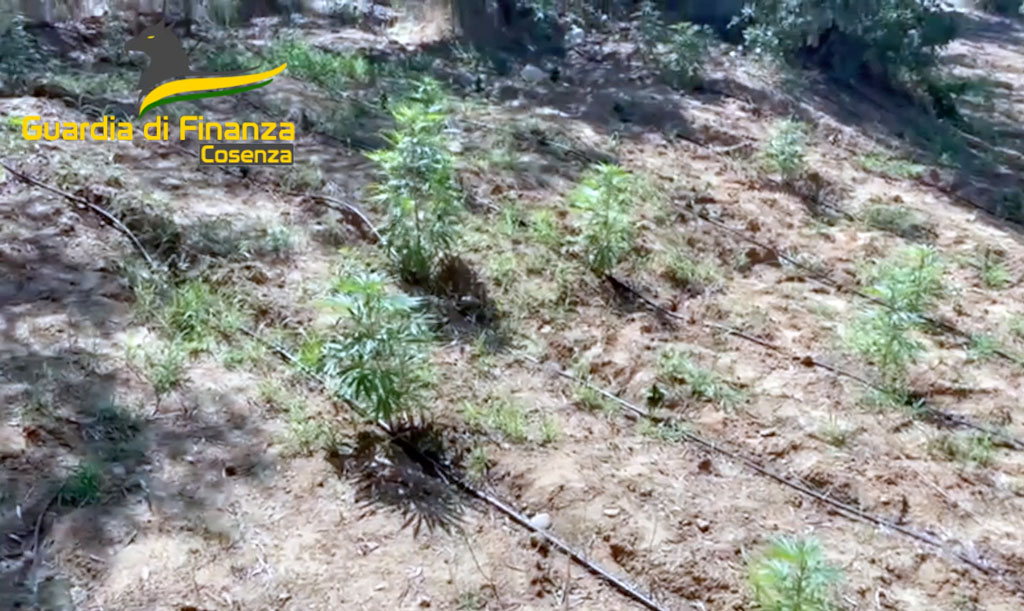 Sequestrate 3 piantagioni di droga nel Cosentino, avrebbero fruttato circa 4 milioni di euro - Video