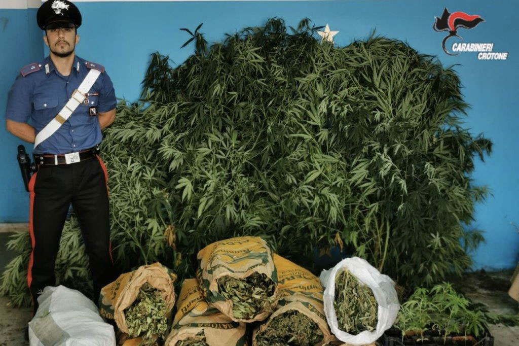 Sequestrati 18 chili di marijuana e 32 piante di canapa indiana a Isola Capo Rizzuto