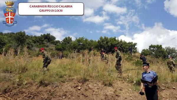 Due operazioni nella locride, sequestrate 2.300 piante di canapa indiana