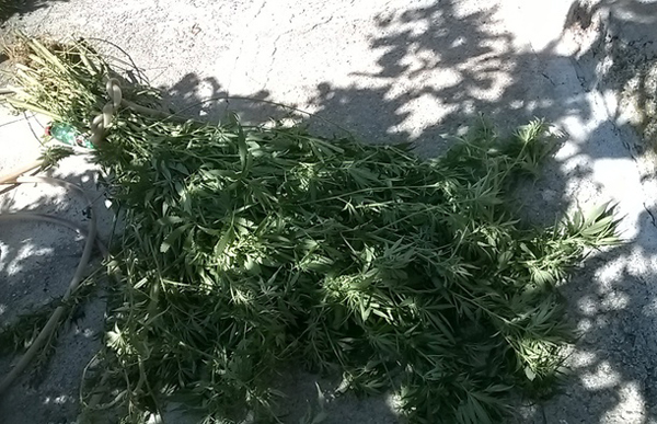 Calabria: Irrigavano piante di canapa indiana, tre arresti