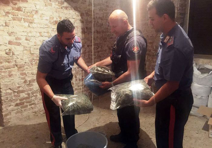 Scoperto laboratorio con 12,5 kg marijuana, 3 arresti a Melicucco