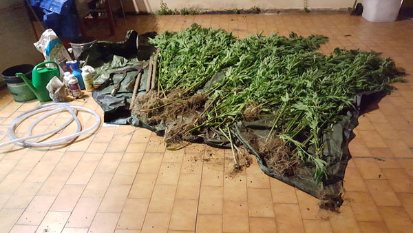 Scoperta piantagione canapa nel reggino, due arresti 
